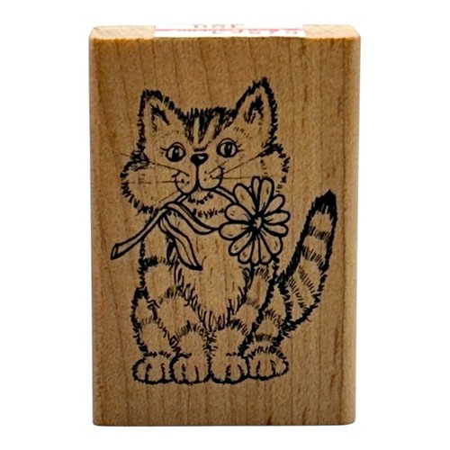 Comotion kitty gatto gattino - comotion,